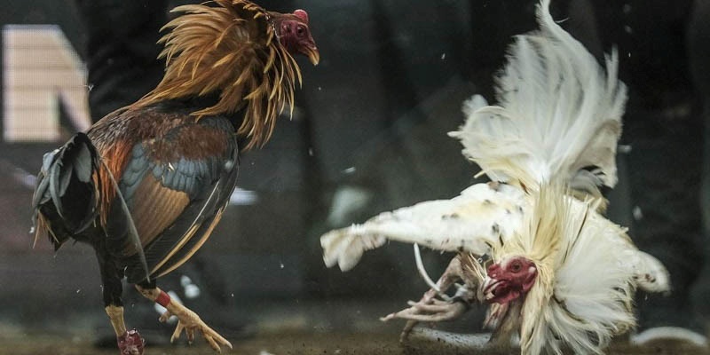 Theo dõi trực tiếp trận đá gà để phân tích